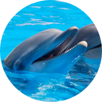 イルカの画像