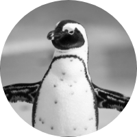 ペンギンの画像
