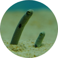 チンアナゴの画像