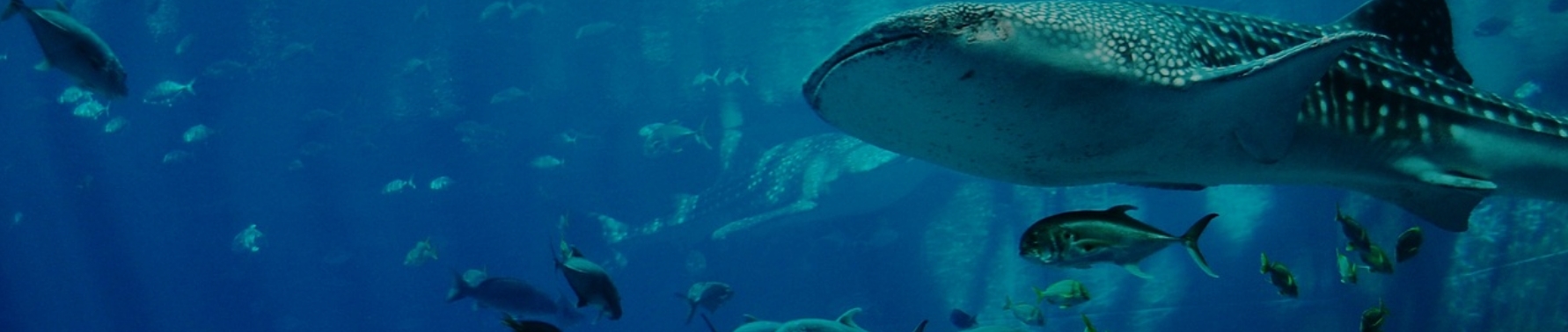 pcのイベントメインビジュアルアル